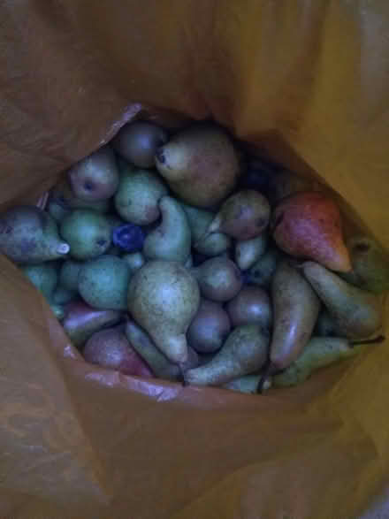 Photo of free Pears (Leighton buzzard LU7) #1
