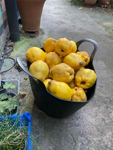 Photo of free Quince (Beeston, NG9) #1