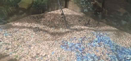 Photo of free fish tank & cabinett (Tooting SW17) #2