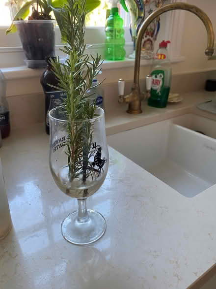 Photo of free Rosemary, sage etc (Jericho OX1) #1