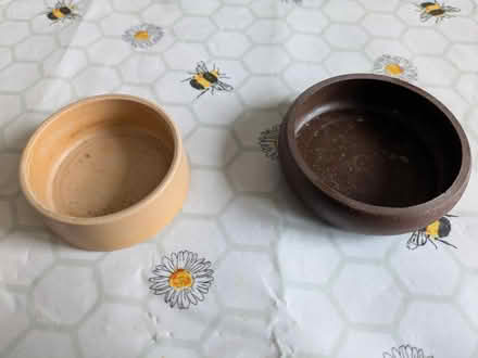 Photo of free Reptile/small animal bowls (Longlevens, Gloucester) #1