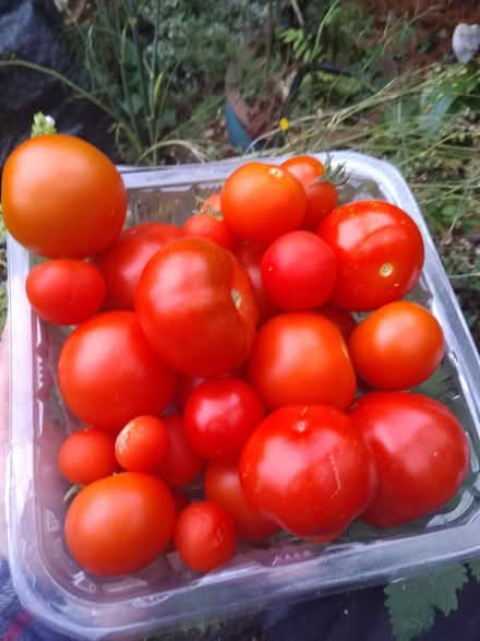 Photo of free Tomatoes (Leighton buzzard LU7) #1