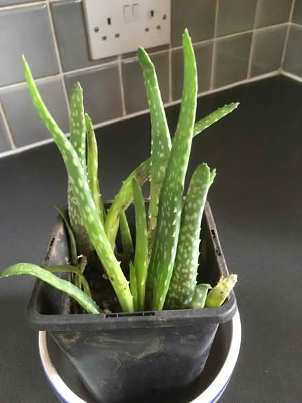 Photo of free Aloe Vera plants (Cattawade CO11) #2