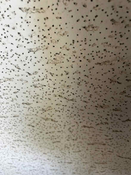 Photo of free 2 ft x 4 ft Ceiling Tiles (Maple and Decker) #3