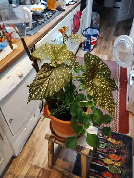 Photo of free Begonia Rex (Bratton) #1