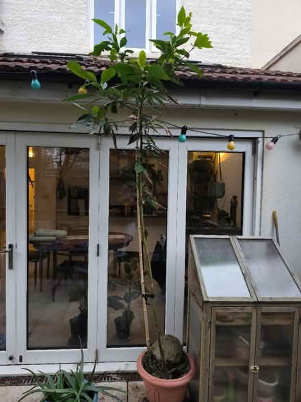 Photo of free Avocado tree (Tulse hill) #1