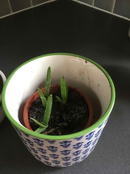 Photo of free Aloe Vera plants (Cattawade CO11) #3