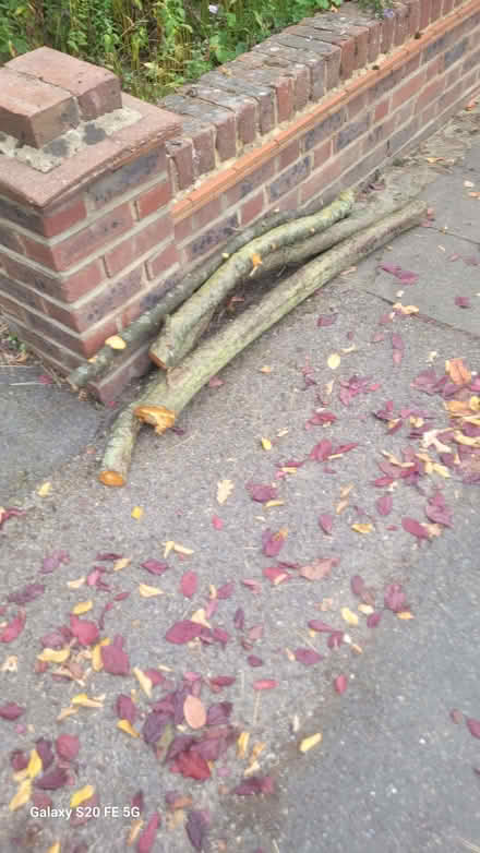 Photo of free Cherry tree wood (Bromley BR1) #1