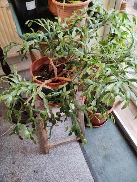 Photo of free Christmas Cactus (Bratton) #1