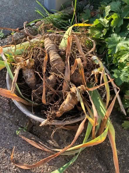 Photo of free Iris rhizomes - mixed colour (By Oakleigh Park station EN4) #1