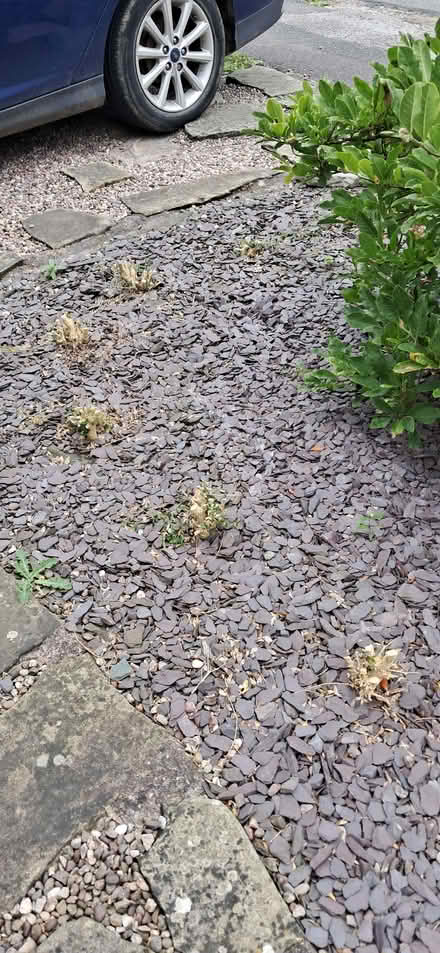 Photo of free Plum slate (Allestree DE22) #1