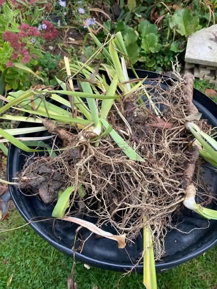 Photo of free Iris rhizomes - mixed colour (By Oakleigh Park station EN4) #2