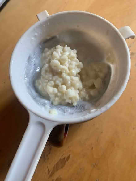 Photo of free Milk kefir grains (Queen's Park BN2) #1