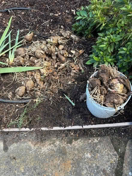 Photo of free Pink Lady Flower BULBS (Los Altos Grant and Fremont) #2