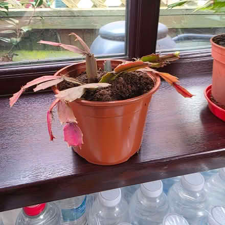 Photo of free Young Christmas cactus (Clive Vale TN35) #1