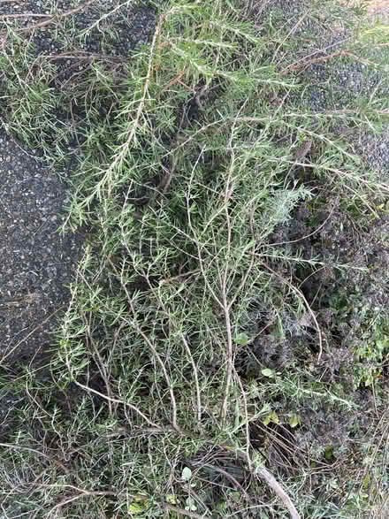 Photo of free Rosemary & Oregano offcuts (Lake City/Meadowbrook) #1