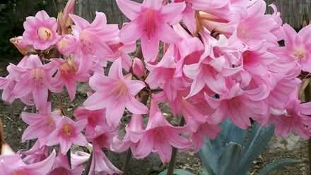 Photo of free Pink Lady Flower BULBS (Los Altos Grant and Fremont) #1