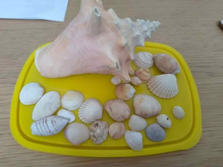 Photo of free Old shells (New Milton BH25) #1