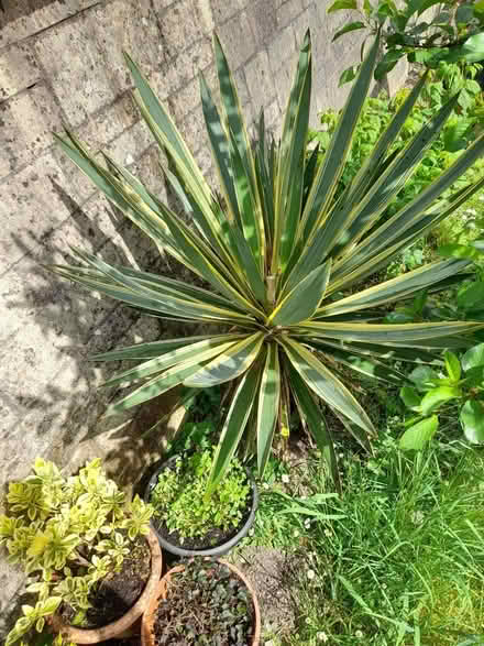 Photo of free Yukka trees Spanish daggers (Larkhall, Bath BA1) #3
