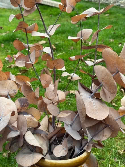 Photo of free 7 stems preserved Eucalyptus (East Marden) #3