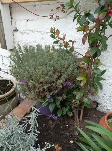 Photo of free Plants needing a good new home (Rochford SS4) #3