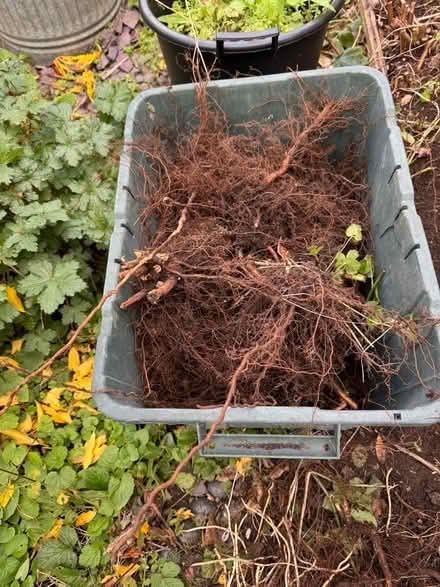 Photo of free Autumn raspberries (Eastbourne BN21) #1