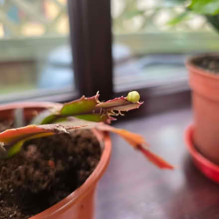 Photo of free Young Christmas cactus (Clive Vale TN35) #2