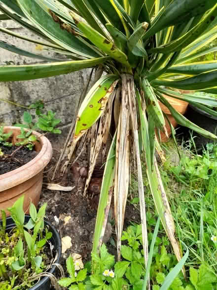 Photo of free Yukka trees Spanish daggers (Larkhall, Bath BA1) #4