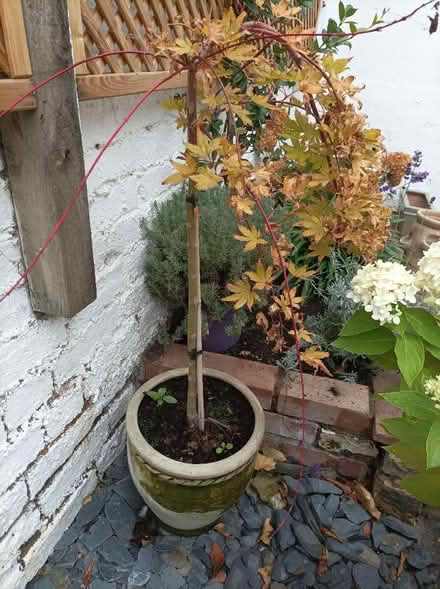 Photo of free Plants needing a good new home (Rochford SS4) #2