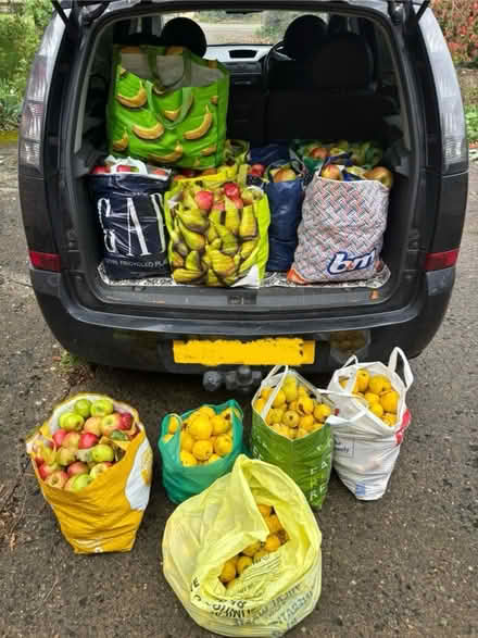 Photo of free Apples and quinces 14th October (Eastbourne BN20) #1