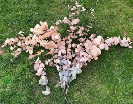 Photo of free 7 stems preserved Eucalyptus (East Marden) #1