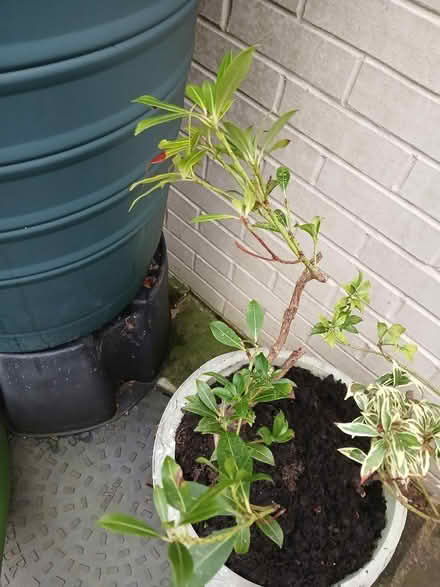 Photo of free 2 Pieris Plants (Saltaire BD18) #3