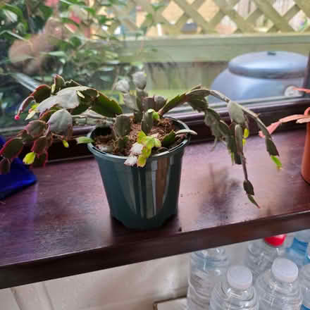 Photo of free Christmas cactus (Clive Vale TN35) #1