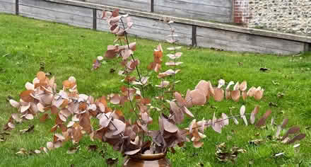 Photo of free 7 stems preserved Eucalyptus (East Marden) #4