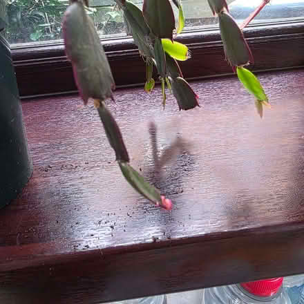 Photo of free Christmas cactus (Clive Vale TN35) #2