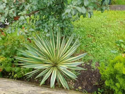 Photo of free Yukka trees Spanish daggers (Larkhall, Bath BA1) #2
