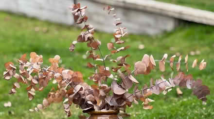 Photo of free 7 stems preserved Eucalyptus (East Marden) #2