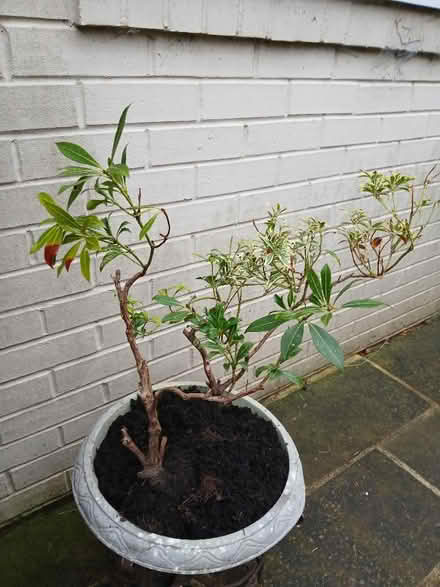 Photo of free 2 Pieris Plants (Saltaire BD18) #2