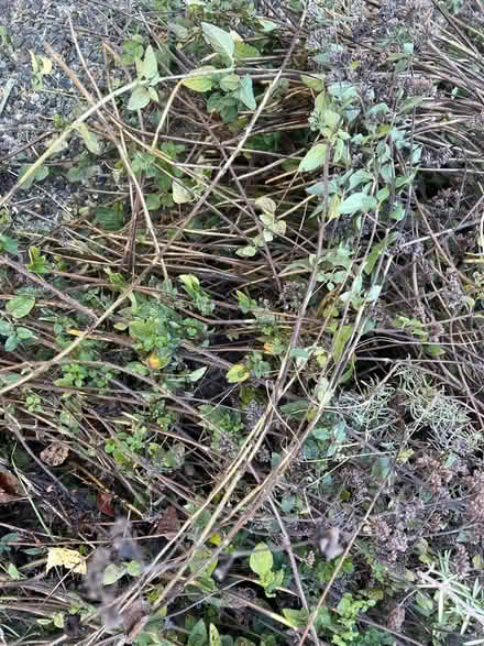 Photo of free Rosemary & Oregano offcuts (Lake City/Meadowbrook) #2