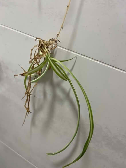 Photo of free Variegated spider plant babies (Broadwater SG2) #1
