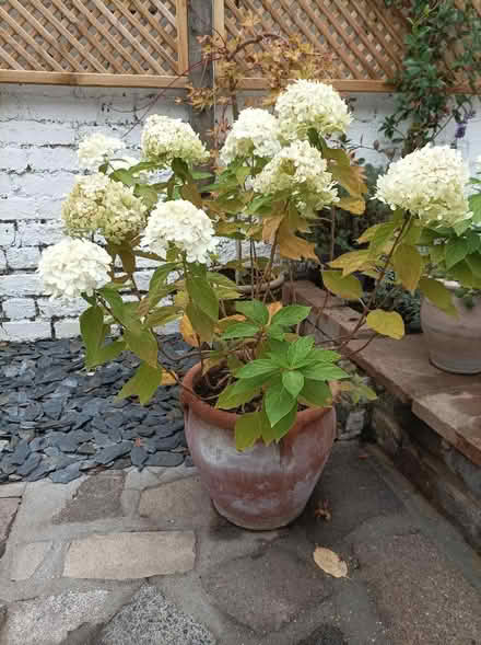 Photo of free Plants needing a good new home (Rochford SS4) #1