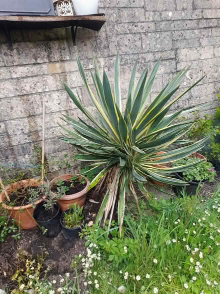 Photo of free Yukka trees Spanish daggers (Larkhall, Bath BA1) #1