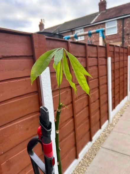 Photo of free Plant (SK1 offerton) #2