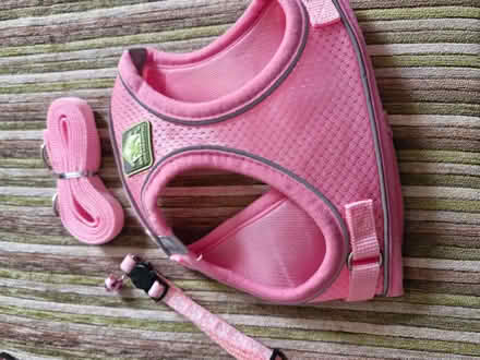 Photo of free Harness, collar and lead (IP2) #1