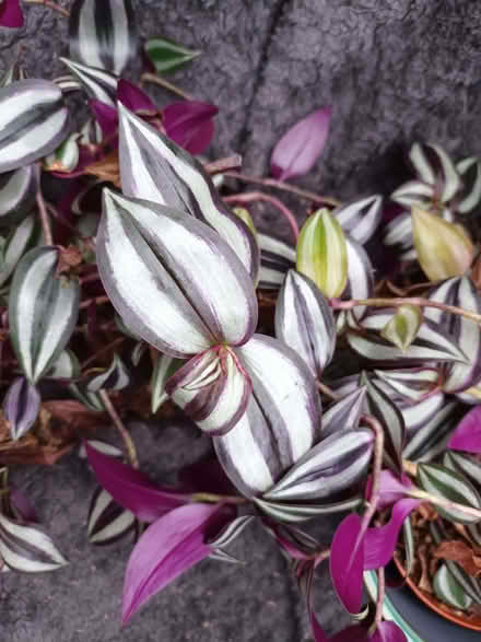 Photo of free Trailing plant (Hockley Port B18) #1