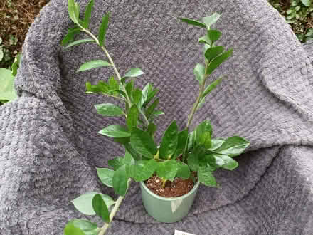 Photo of free House plant (Hockley Port B18) #1