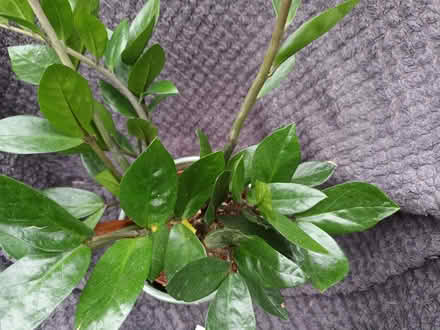 Photo of free House plant (Hockley Port B18) #2