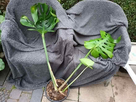 Photo of free Cheese plant (Hockley Port B18) #2