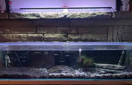 Photo of free Fish tank with everything (Enfield N21) #1