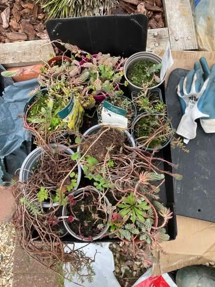 Photo of free Rockery Plants (Northcourt OX14) #1